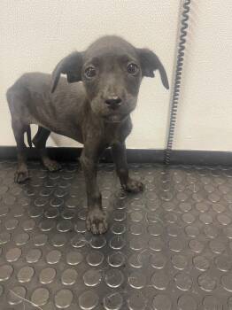 Winnie -  Labrador Retriever and Mixed Breed Dog for Adoption in Kemp, Texas - Winnie | PetCurious