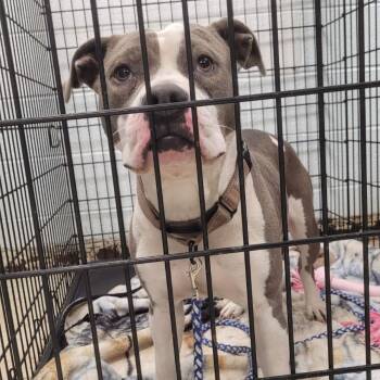 Pit Bull Terrier Dogs Available for Adoption - Mochi | PetCurious