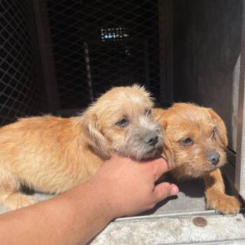 Terrier Dogs Available for Adoption - Olive C214 | PetCurious