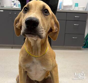 Sam -  Labrador Retriever Dog for Adoption in Washington, District Of Columbia - Sam | PetCurious