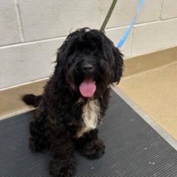 Macy Rose -  Poodle Dog for Adoption in Dallas, Texas - Macy Rose | PetCurious