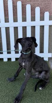 Great Dane Dogs Available for Adoption in Modesto, California - DUCKY | PetCurious