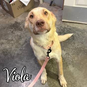 Viola -  Retriever and Mixed Breed Dog for Adoption in Hillsboro, Ohio - Viola | PetCurious