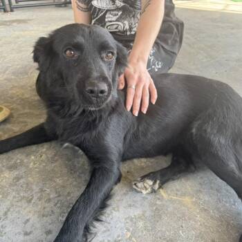 Rescue Retriever Dogs for Adoption in Parrish, Alabama - Bella | PetCurious