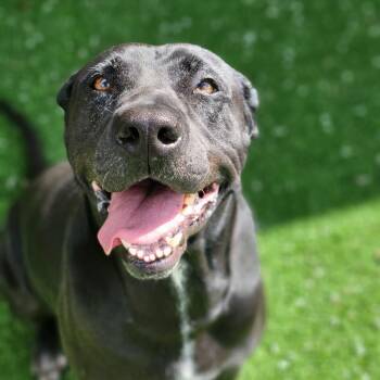 Mixed Breed Dogs Available for Adoption in Loxahatchee Groves, Florida - Bud 7938 | PetCurious
