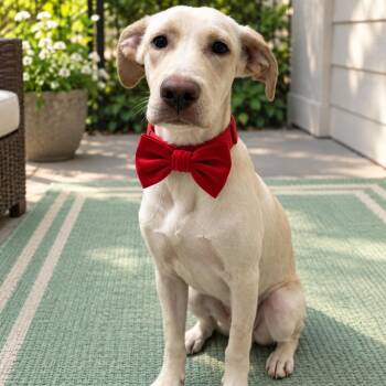 Helio -  Yellow Labrador Retriever Dog for Adoption in Crosby, Texas - Helio | PetCurious