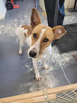 Lincoln -  Husky and Hound Dog for Adoption in Linton, Indiana - Lincoln | PetCurious
