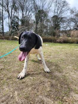 Pointer Dogs Available for Adoption - Lucky Charm | PetCurious