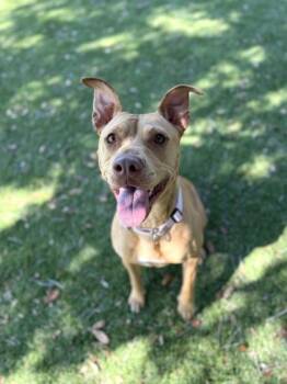 Livy - 2 -  Pit Bull Terrier and Mixed Breed Dog for Adoption in Daytona Beach, Florida - Livy - 2 | PetCurious