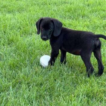 Chris -  Hound Dog for Adoption in Philadelphia, Pennsylvania - Chris | PetCurious