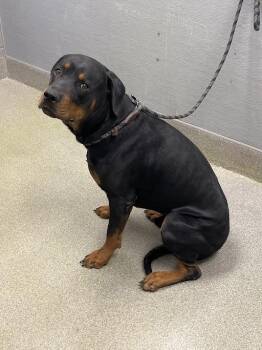 Rottweiler Dogs Available for Adoption in Las Vegas, Nevada - POPS | PetCurious
