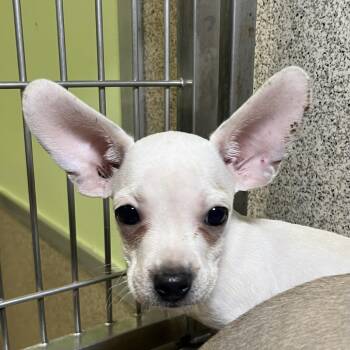 Spark -  Chihuahua and Mixed Breed Dog for Adoption in Palm Springs, California - Spark | PetCurious