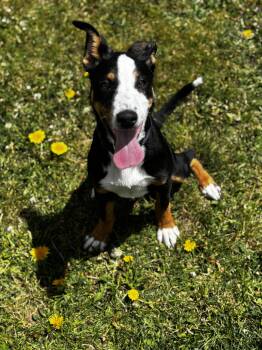 Terrier Dogs Available for Adoption in Mineral Point, Wisconsin - Pepper | PetCurious