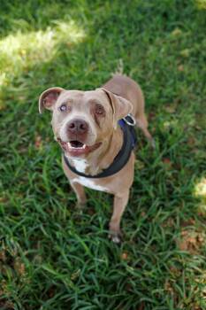 Charlotte -  Terrier Dog for Adoption in Poplarville, Mississippi - Charlotte | PetCurious
