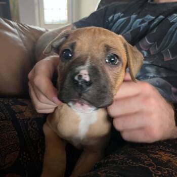 Boxer Dogs Available for Adoption - Kirkland Signature | PetCurious