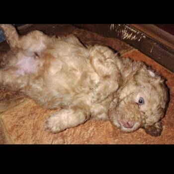 Mr. Piglet -  Miniature Poodle and Mixed Breed Dog for Adoption in Fort Smith, Arkansas - Mr. Piglet | PetCurious