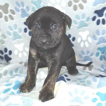 Mixed Breed Dogs Available for Adoption in Fredericksburg, Virginia - Blueberry Cheesecake | PetCurious