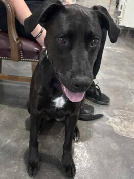 Rescue Labrador Retriever Dogs for Adoption in Munfordville, Kentucky - Maggi | PetCurious