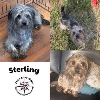 Sterling -  Terrier Dog for Adoption in Princeton, British Columbia - Sterling | PetCurious