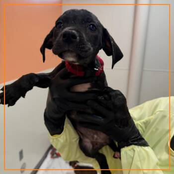 Fiesta Potato -  Mixed Breed Dog Available for Adoption in Austin, Texas - Fiesta Potato | PetCurious
