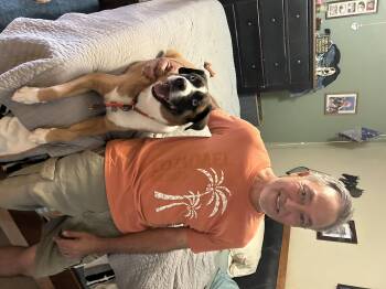 Moe -  Australian Cattle Dog Blue Heeler and Boxer Dog for Adoption in Gilbert, Arizona - Moe | PetCurious