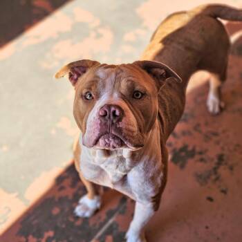 Rescue American Bulldog Dogs for Adoption in Bridgeport, California - Simba | PetCurious