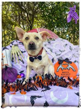Angelo -  Chihuahua Dog for Adoption in Sebring, Florida - Angelo | PetCurious