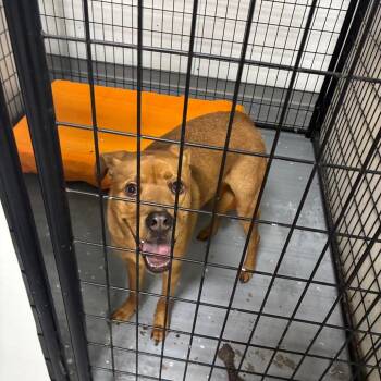 Pringle Jenkins -  Mixed Breed Dog for Adoption in St. Louis, Missouri - Pringle Jenkins | PetCurious