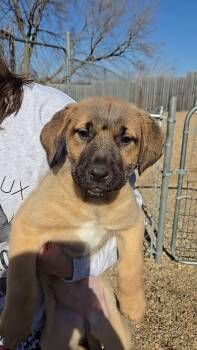 Shepherd Dogs Available for Adoption - Jayni | PetCurious