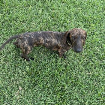 Cooper -  Wirehaired Dachshund Dog for Adoption in Chickasha, Oklahoma - Cooper | PetCurious