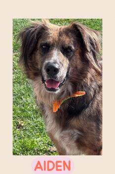 Rescue Flat Coated Retriever and Australian Shepherd Dogs for Adoption in Cleveland, Ohio - Aiden | PetCurious