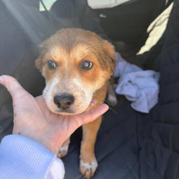 Anatolian Shepherd and Mixed Breed Dogs Available for Adoption - Ellie | PetCurious