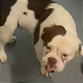 Rescue English Bulldog Dogs for Adoption in Brock, Texas - Frankie | PetCurious