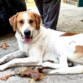 Chevy - s -  American Foxhound and Treeing Walker Coonhound Dog for Adoption in Sequatchie, Tennessee - Chevy - S | PetCurious