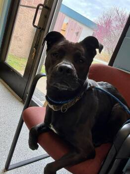 Daphne -  Labrador Retriever and Pit Bull Terrier Dog for Adoption in Front Royal, Virginia - Daphne | PetCurious