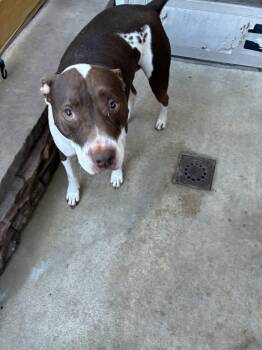 Rocco - Courtesy Post -  Pit Bull Terrier Dog for Adoption in Ocean Township, New Jersey - Rocco - Courtesy Post | PetCurious