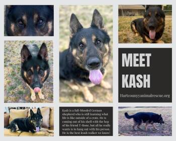 German Shepherd Dog Dogs Available for Adoption in Hartwell, Georgia - Kash | PetCurious