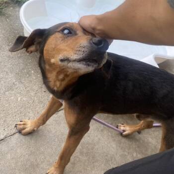 Cyclops -  English Coonhound Dog for Adoption in Jacksboro, Tennessee - Cyclops | PetCurious