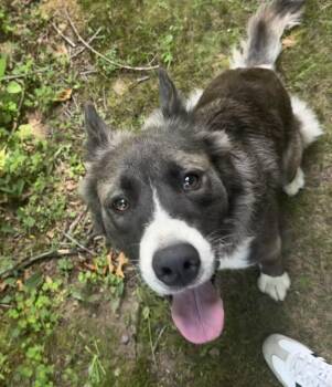 Jewel Momma Sparkly - Local Lady - an all around great dog -  Border Collie Dog for Adoption in Andover, Massachusetts - Jewel Momma Sparkly - Local Lady - An All Around Great Dog | PetCurious