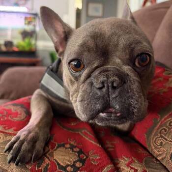 Stacy Bee -  French Bulldog Dog for Adoption in Hillsborough, North Carolina - Stacy Bee | PetCurious