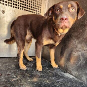 Luther -  Labrador Retriever and Mixed Breed Dog for Adoption in Birmingham, Alabama - Luther | PetCurious