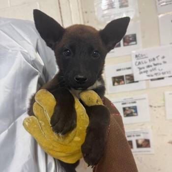 Shepherd Dogs Available for Adoption - Birdie | PetCurious