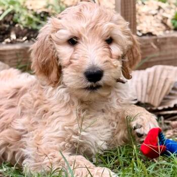 Eileen -  Labrador Retriever and Poodle Dog for Adoption in Fredericksburg, Virginia - Eileen | PetCurious