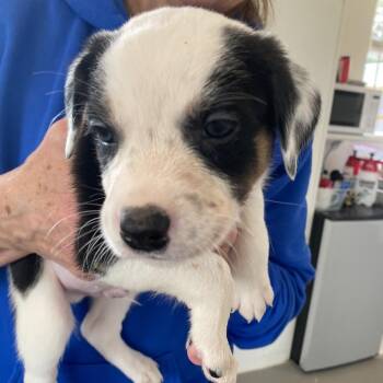 Australian Shepherd and Mixed Breed Dogs Available for Adoption - Yogi | PetCurious