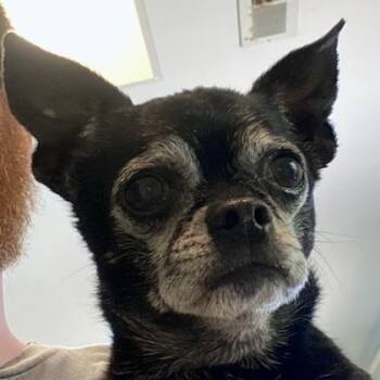 Chihuahua and Pug Dogs Available for Adoption in Erie, Pennsylvania - Deb | PetCurious