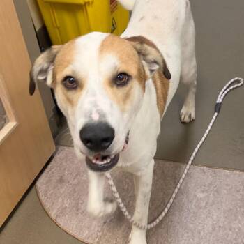 Johnny Cash -  Mixed Breed Dog for Adoption in Asheville, North Carolina - Johnny Cash | PetCurious