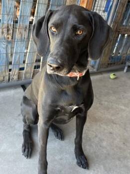 Bonnie -  Labrador Retriever and Mixed Breed Dog for Adoption in Pendleton, Oregon - Bonnie | PetCurious