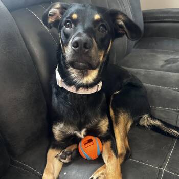 Willow -  Mixed Breed Dog for Adoption in Kennebunk, Maine - Willow | PetCurious