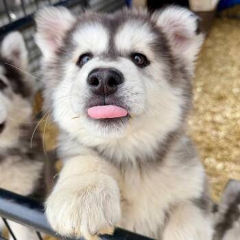 Husky Dogs Available for Adoption - Icee | PetCurious