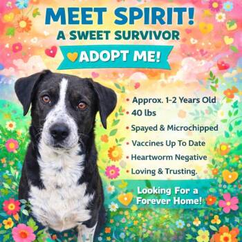 Spirit -  Labrador Retriever and Pointer Dog for Adoption in Corinth, Mississippi - Spirit | PetCurious